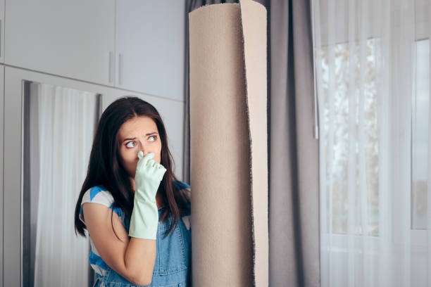 Best Mold Prevention Services  in Webster, FL